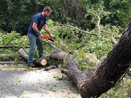 Best Tree Removal  in Elk Creek, KY