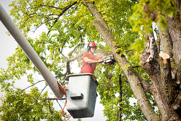 How Our Tree Care Process Works  in  Elk Creek, KY